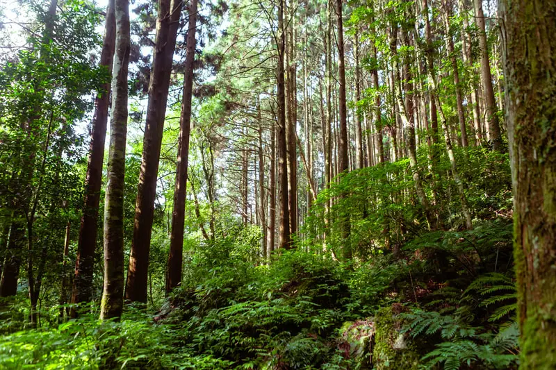 加里山 縮圖 7