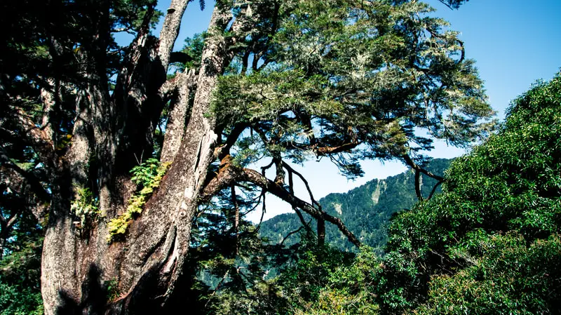 關山+庫哈諾辛山 縮圖 3